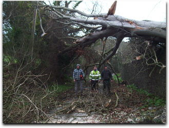 Large tree that was uprooted during a hurricane