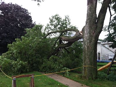 Tree Damage in Virginia Beach VA